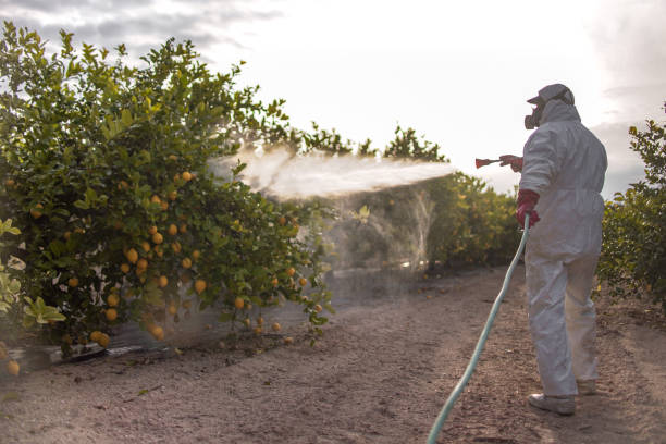 Best Local Pest Control Services  in Jacksboro, TX