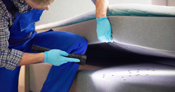 Best Termite Control Services  in Jacksboro, TX