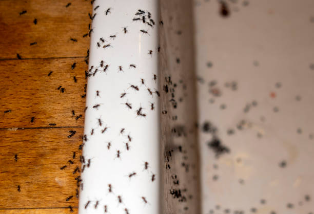 Pest Control for Restaurants in Jacksboro, TX