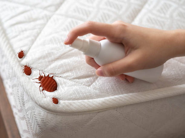 Best Mosquito Control Services  in Jacksboro, TX