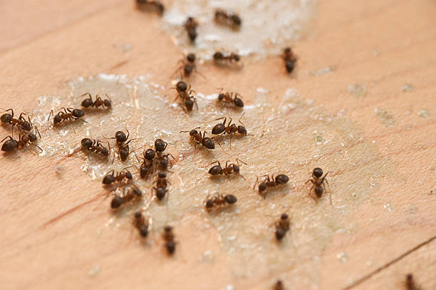 Best Affordable Pest Control Services  in Jacksboro, TX