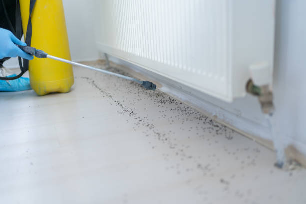 Best Pest Control for Restaurants  in Jacksboro, TX